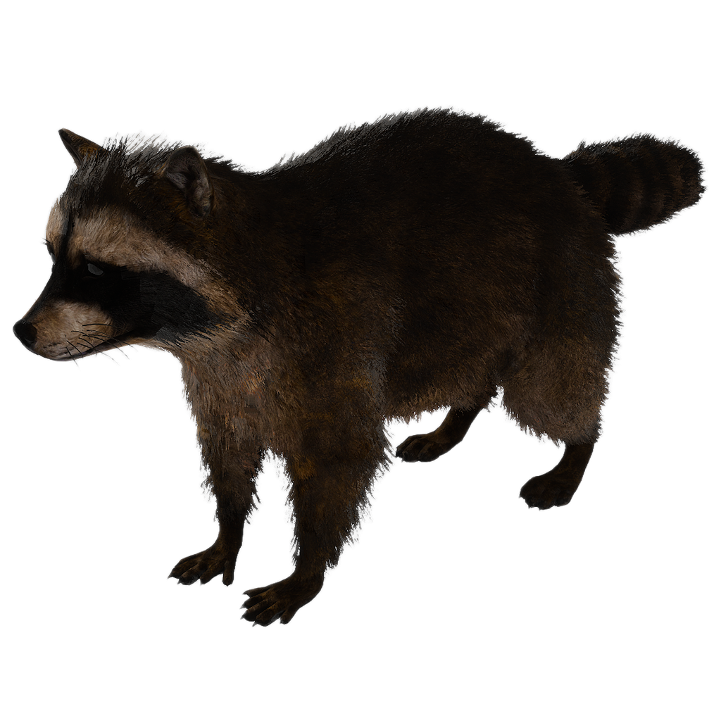 Raccoon male fur 3