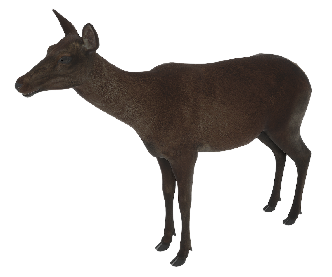 Red Deer female fur 2