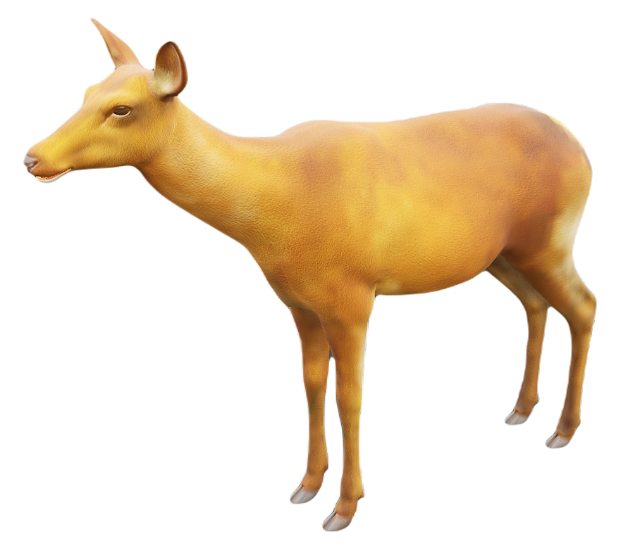 Red Deer female fur 3