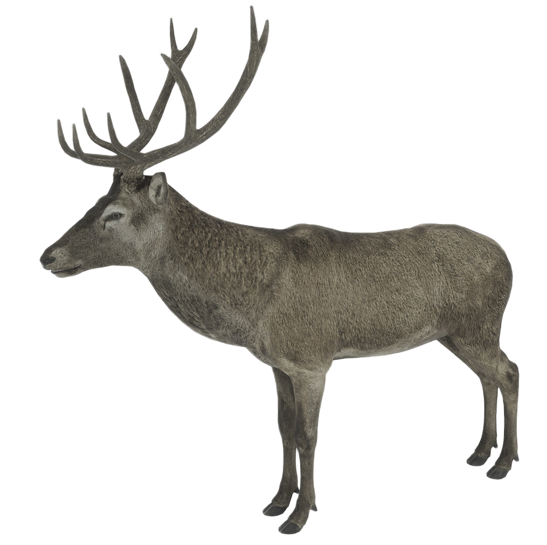 Red Deer male fur 1