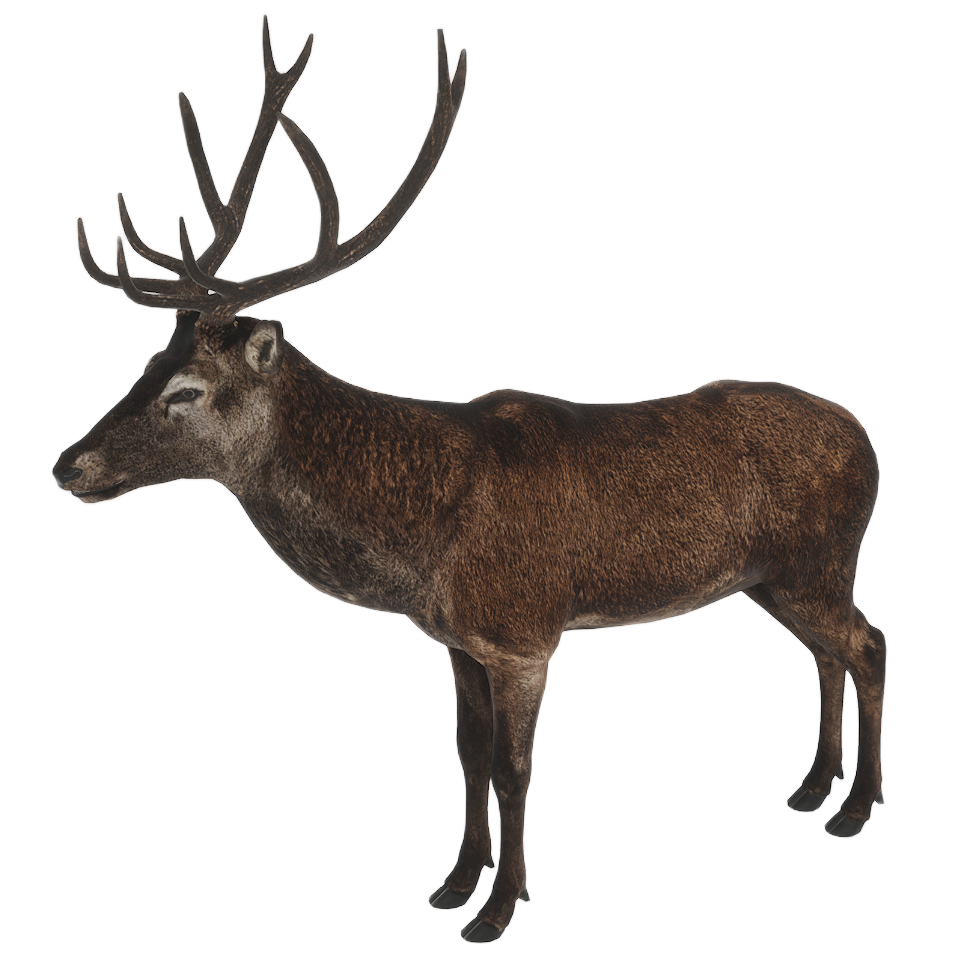 Red Deer male fur 2