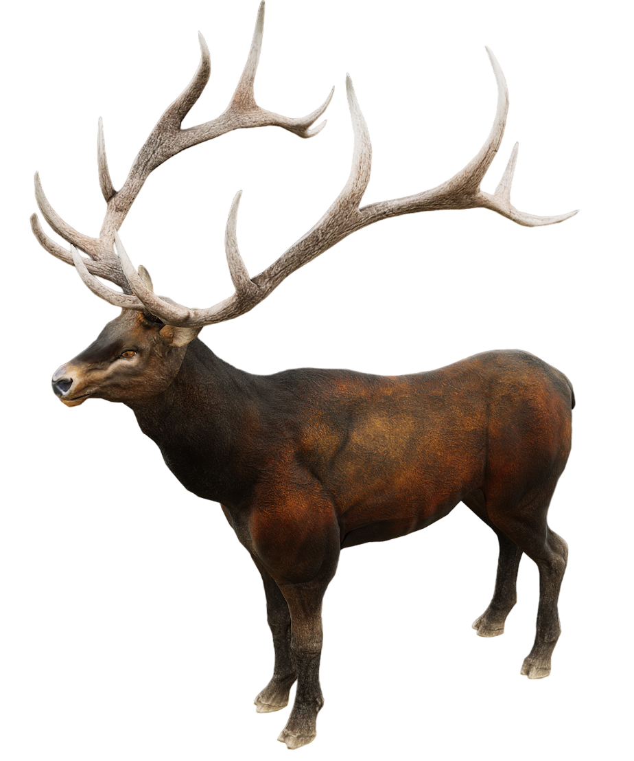 Red Deer male fur 7