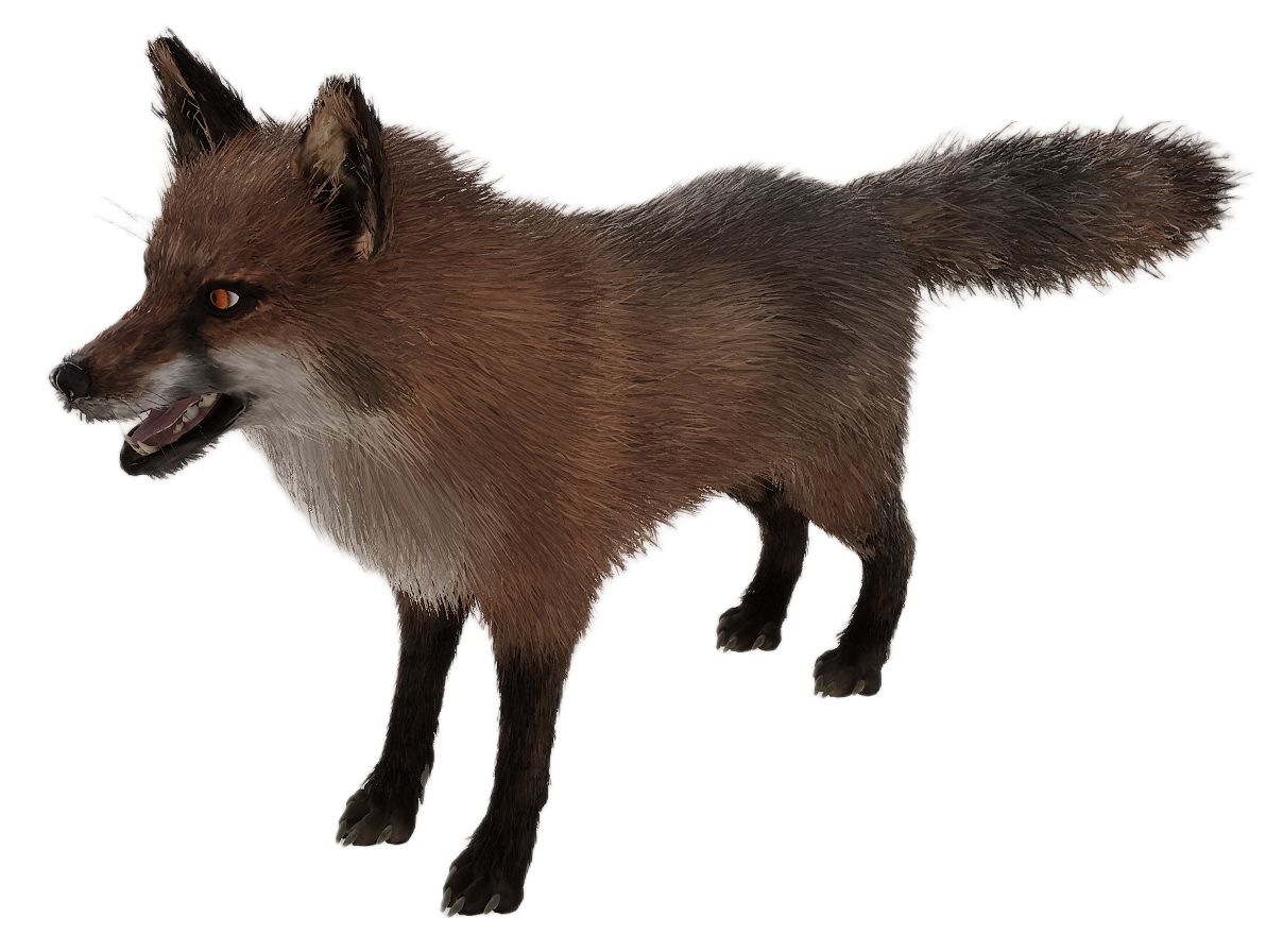 Red Fox male fur 2