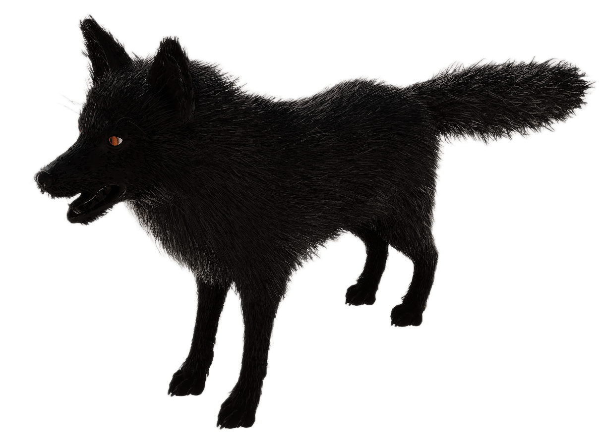 Red Fox male fur 4