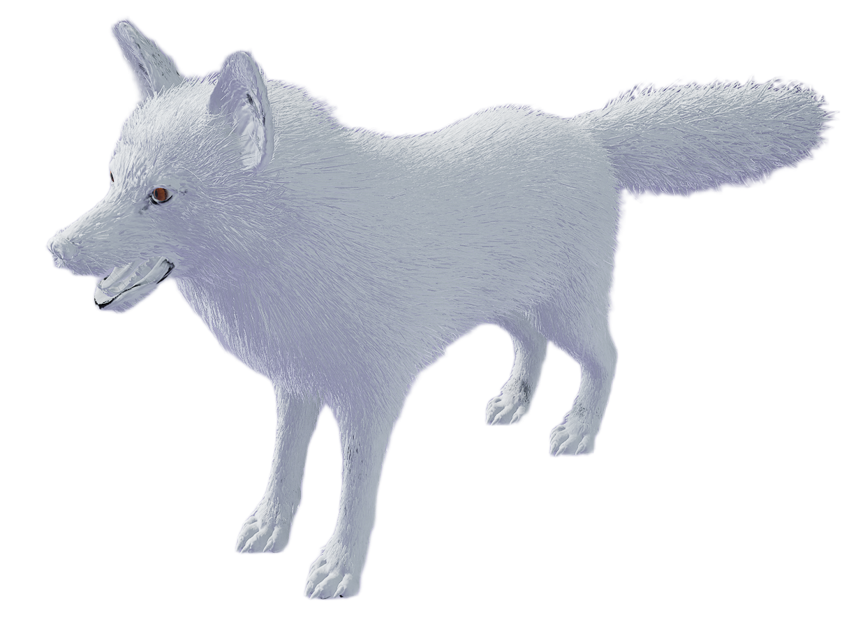 Red Fox male fur 6