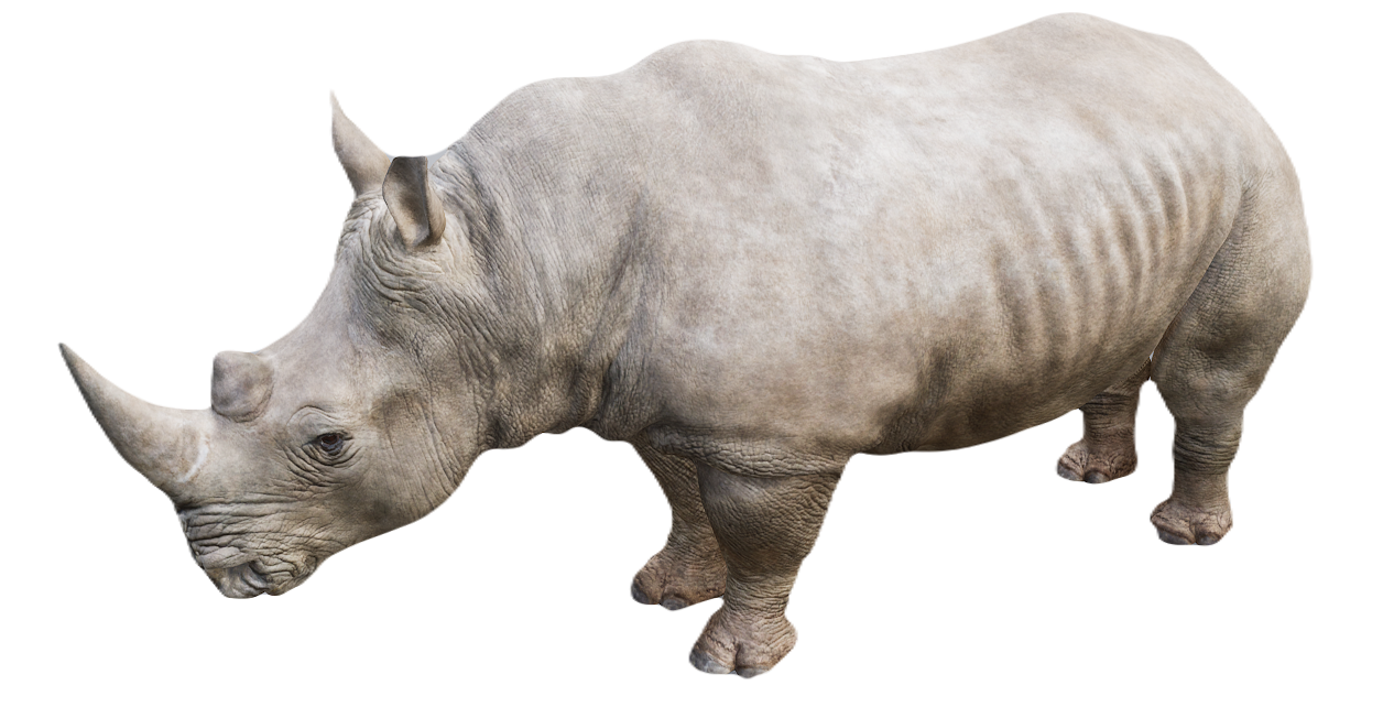 White Rhinoceros