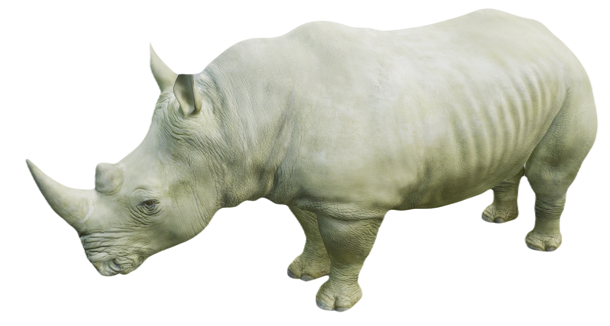 White Rhinoceros male fur 1