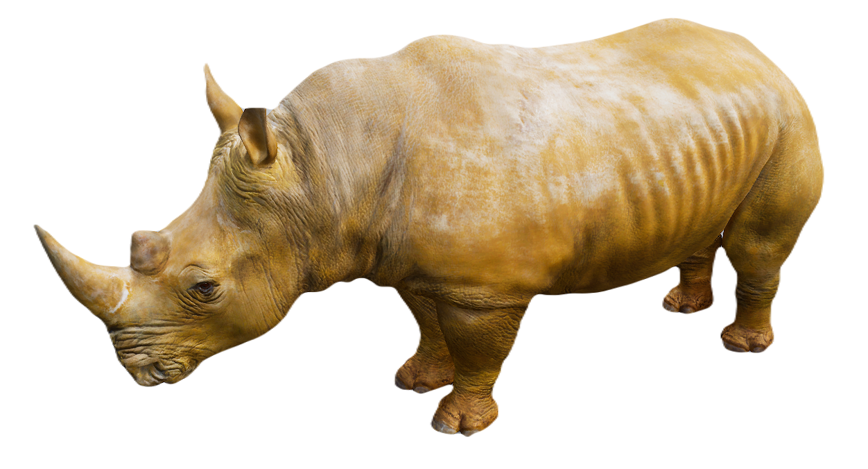 White Rhinoceros male fur 3