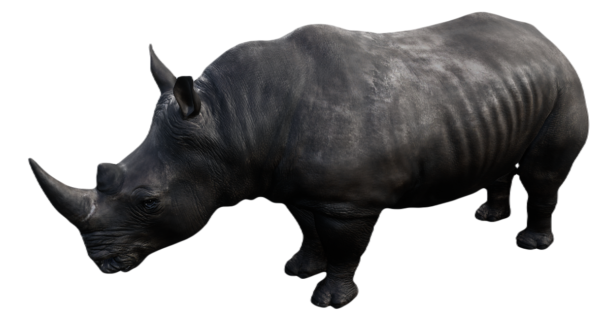 White Rhinoceros male fur 4