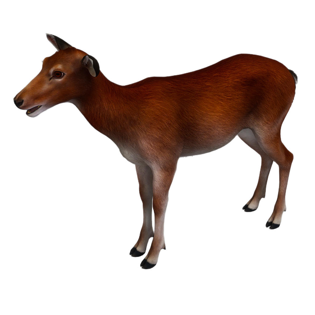 Sika Deer female fur 3