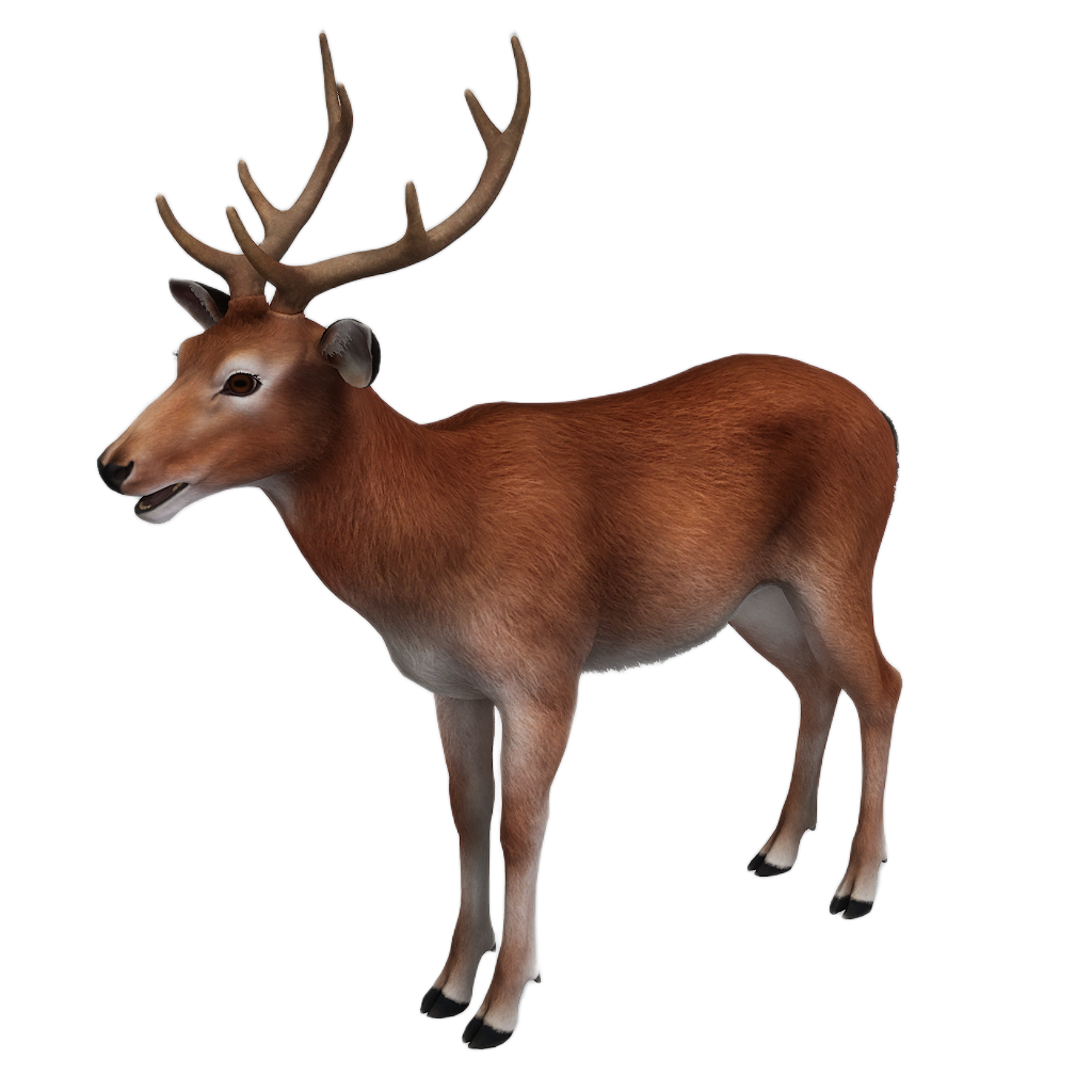 Sika Deer