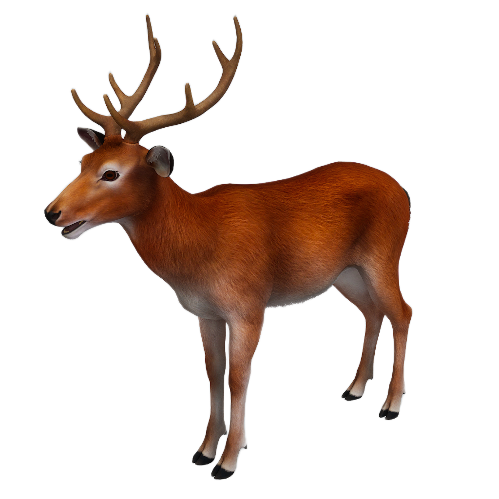 Sika Deer male fur 3