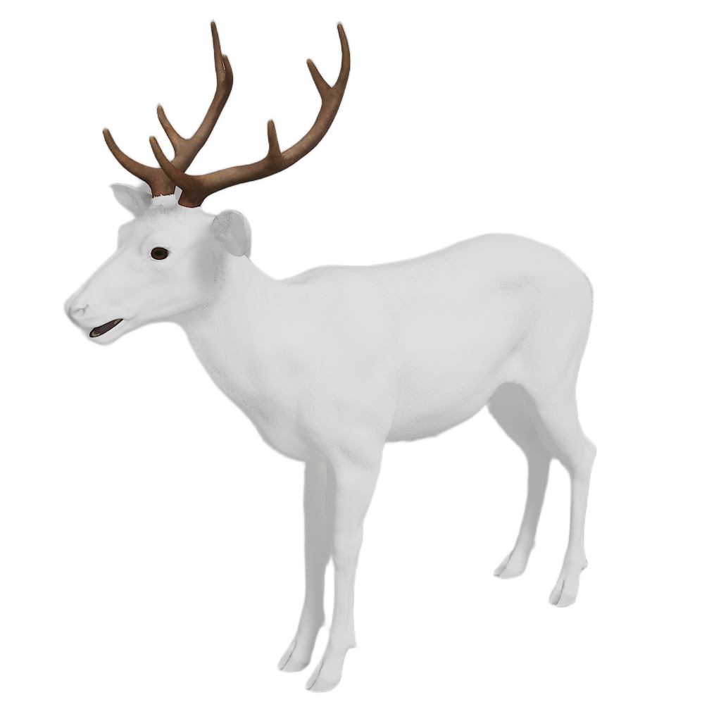 Sika Deer male fur 6