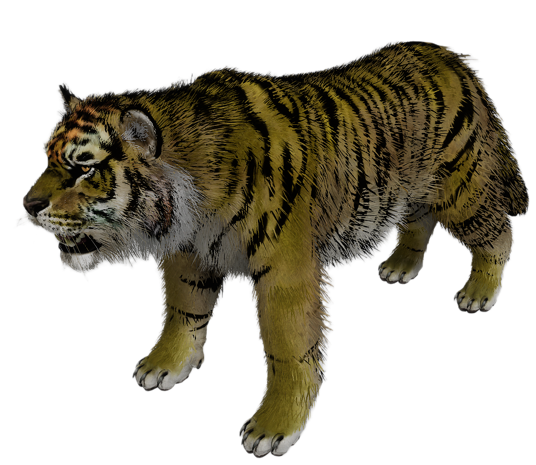 Tiger male fur 2