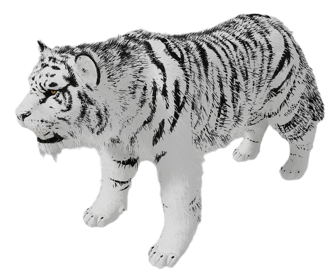 Tiger male fur 6