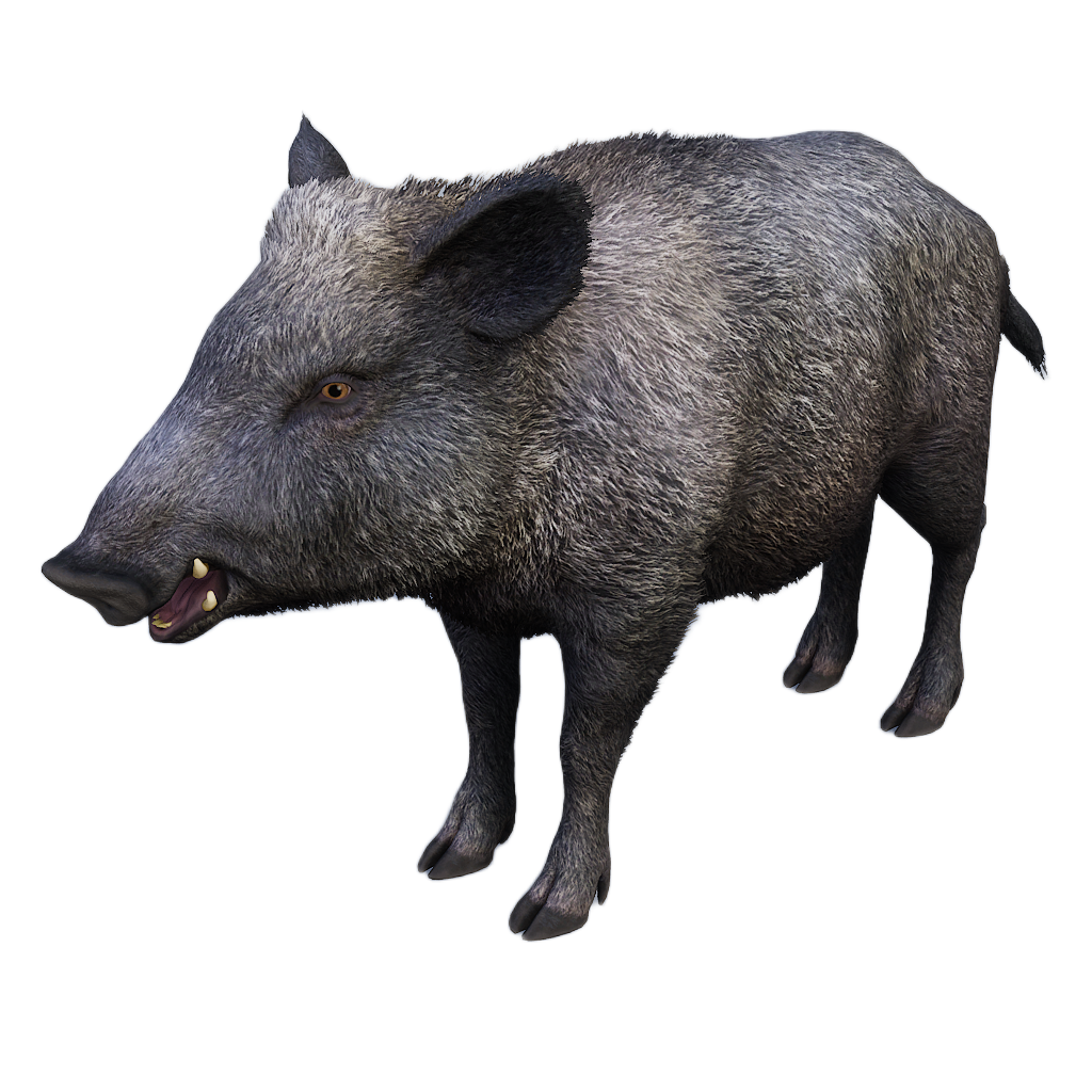 Ussuri Wild Boar female fur 0