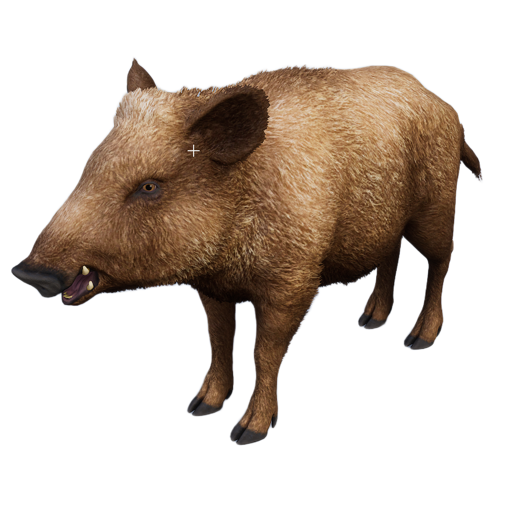 Ussuri Wild Boar female fur 3