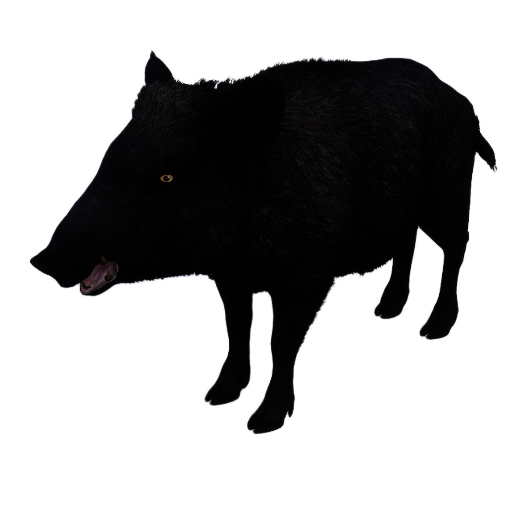 Ussuri Wild Boar female fur 4
