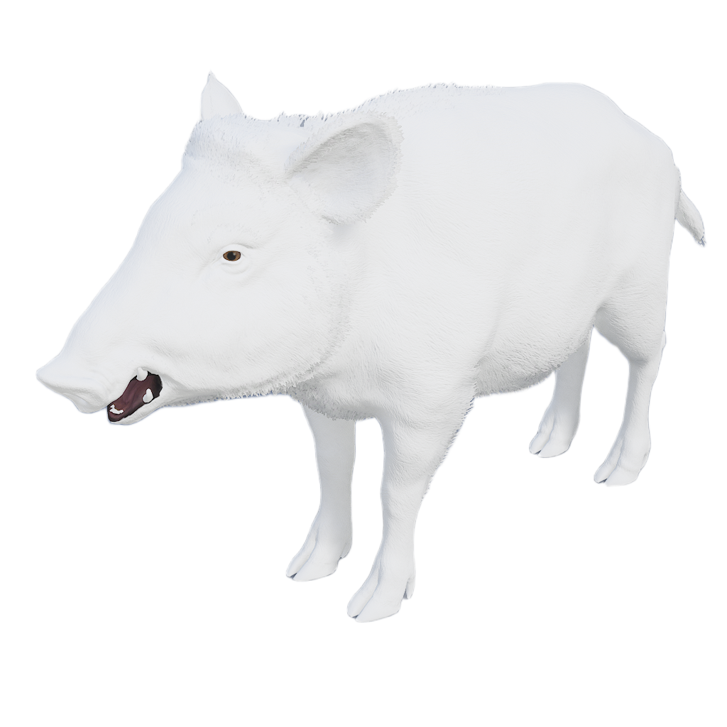Ussuri Wild Boar female fur 6