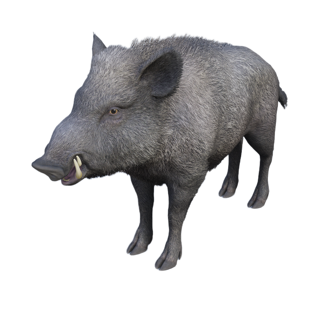 Ussuri Wild Boar male fur 1
