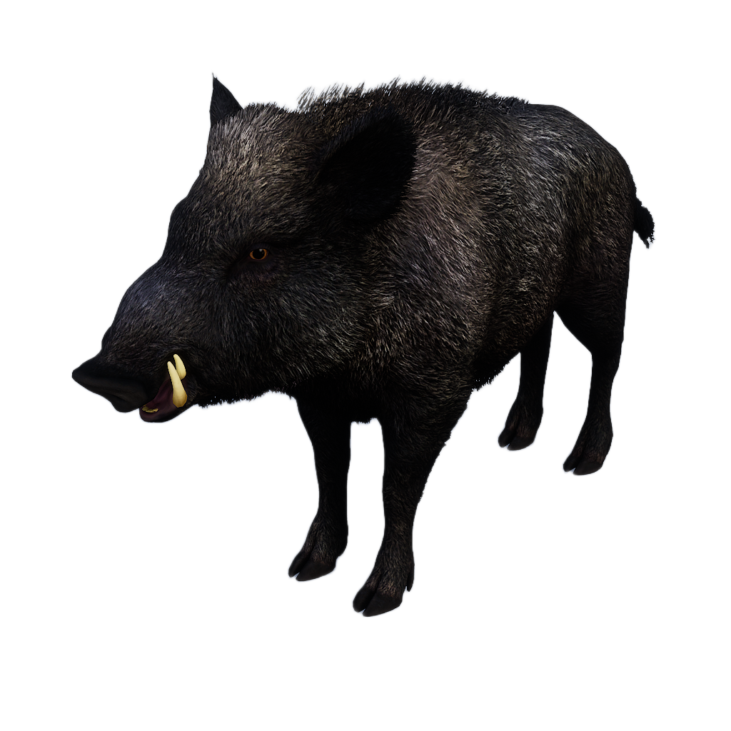 Ussuri Wild Boar male fur 2