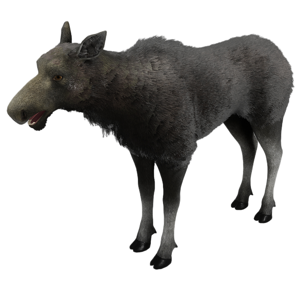Ussuri Moose female fur 1