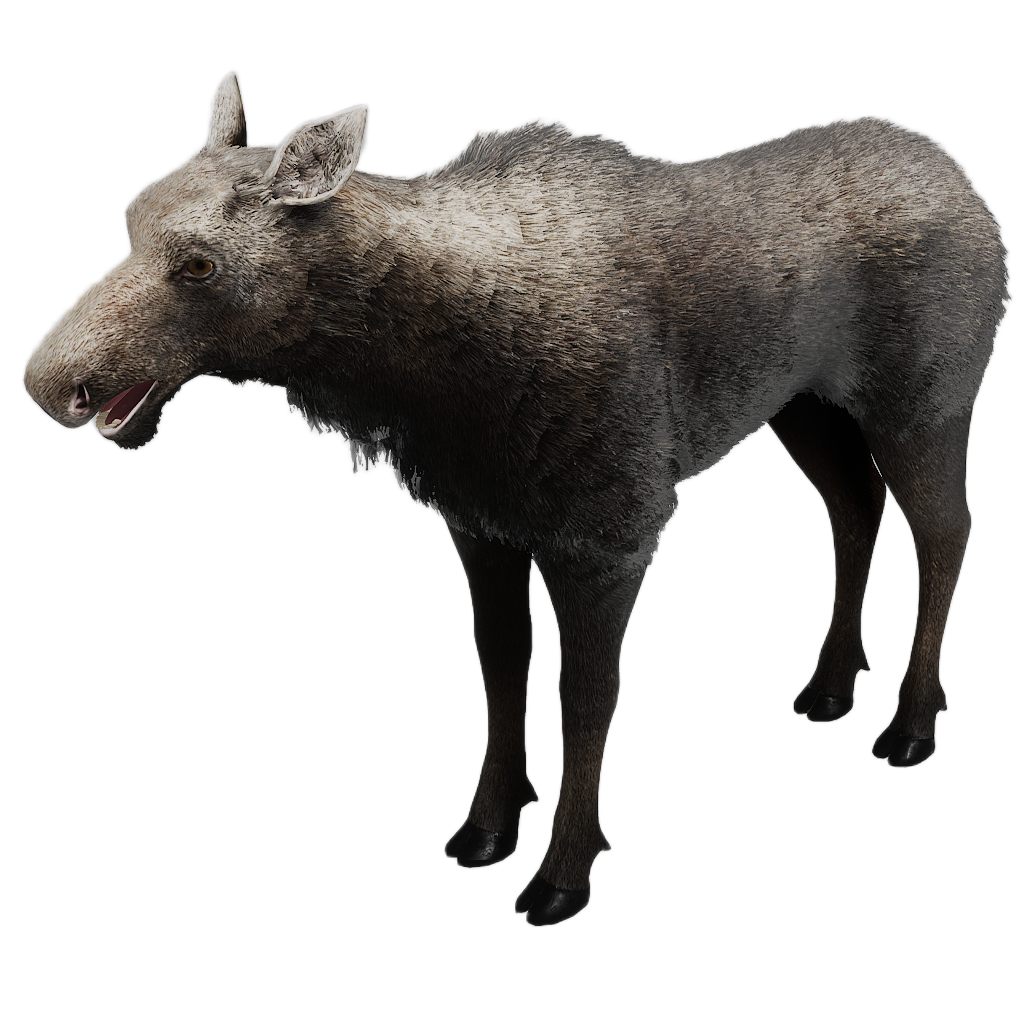 Ussuri Moose female fur 2