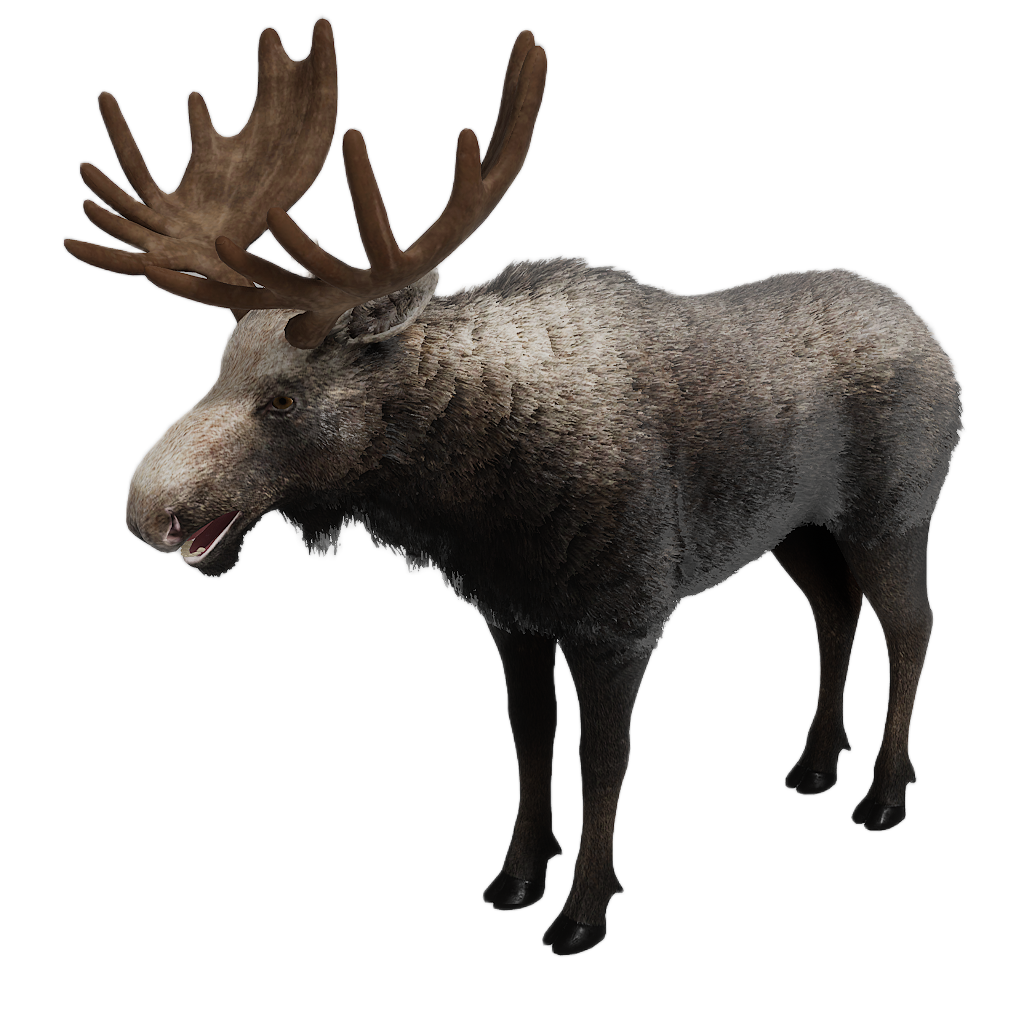 Ussuri Moose male fur 2