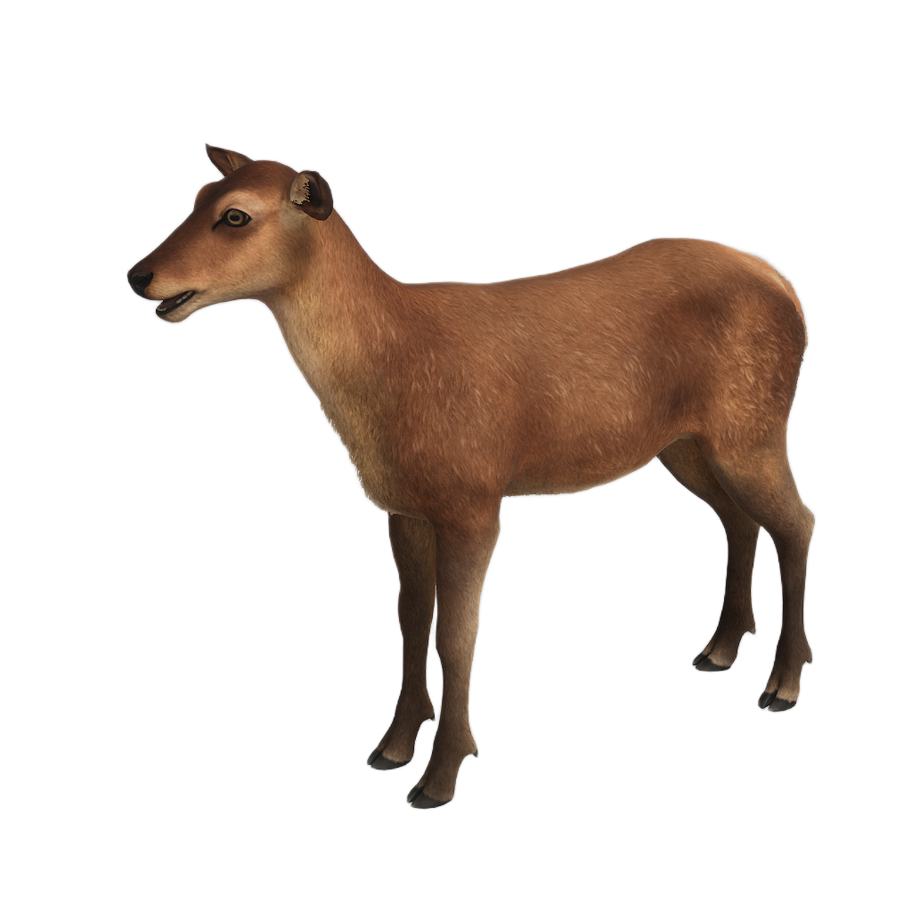Ussuri Red Deer female fur 0