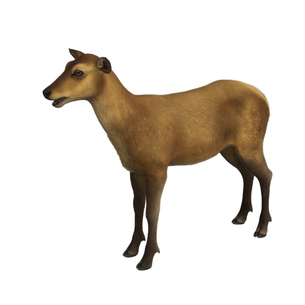 Ussuri Red Deer female fur 3