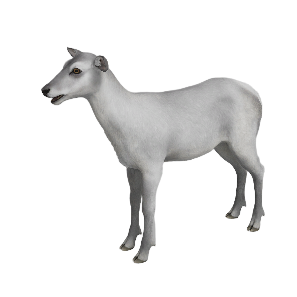 Ussuri Red Deer female fur 6