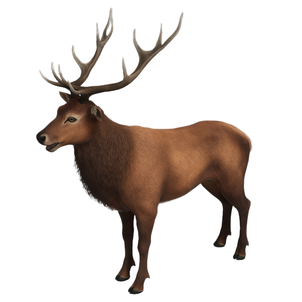Ussuri Red Deer