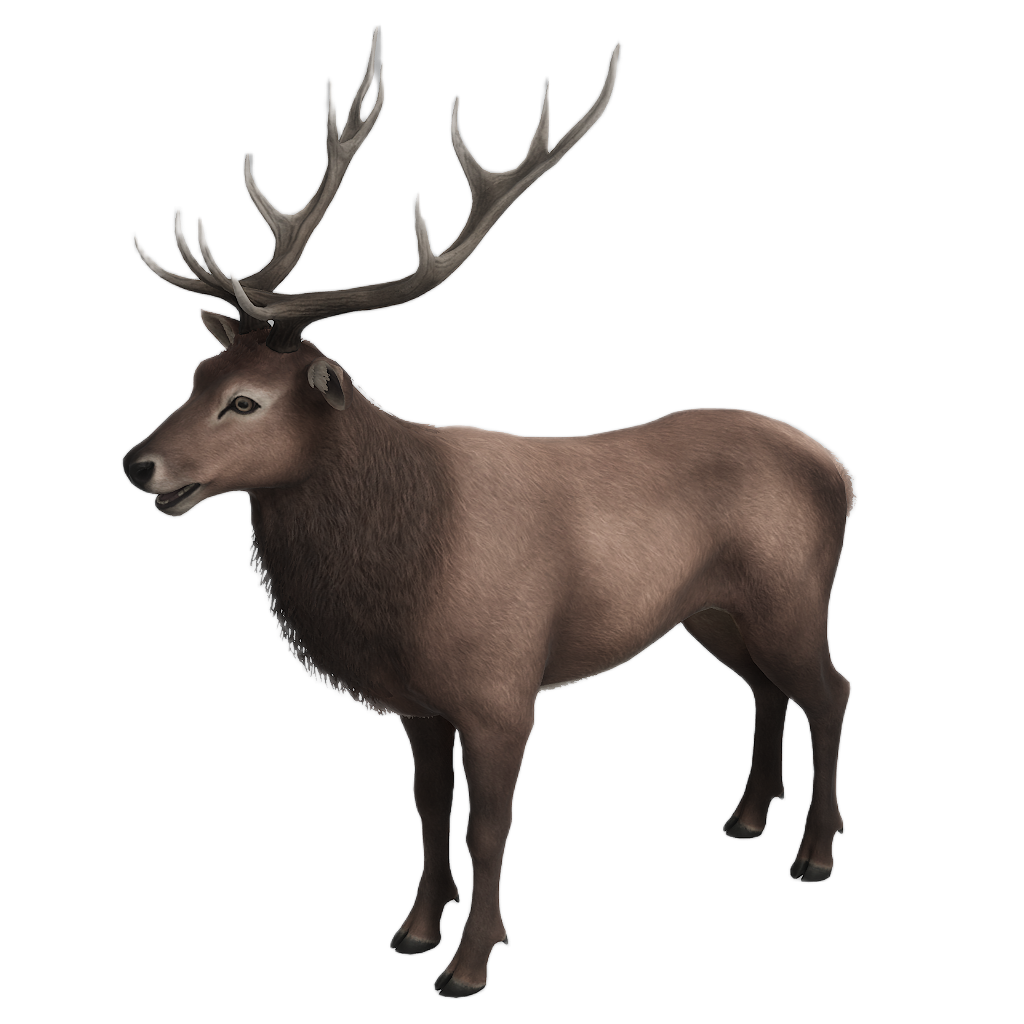 Ussuri Red Deer male fur 1