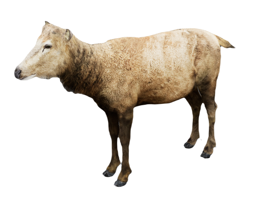 Milu Deer female fur 0