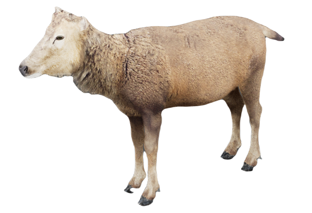 Milu Deer female fur 1