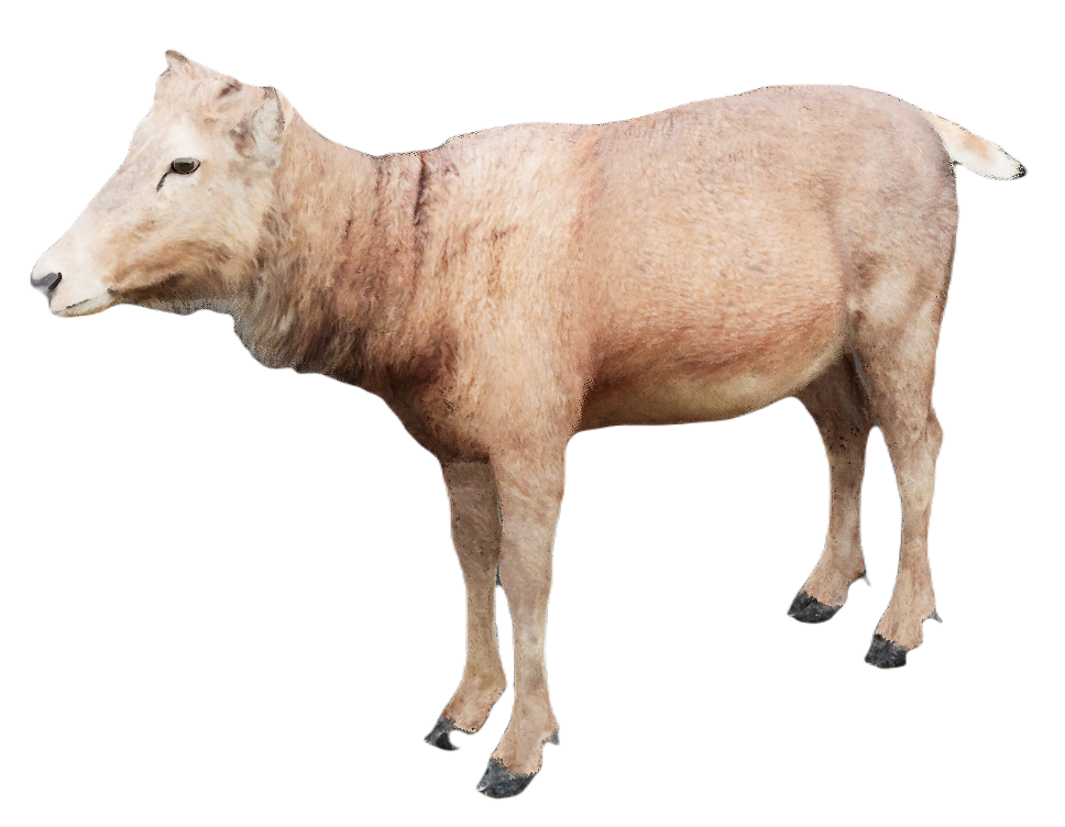 Milu Deer female fur 3