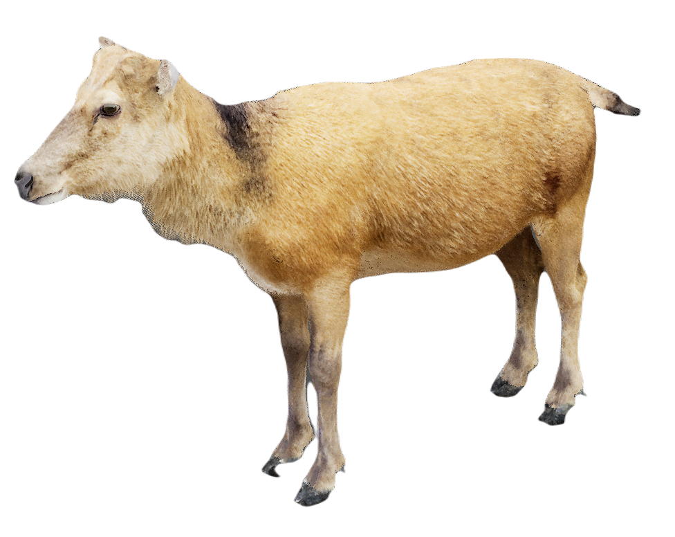 Milu Deer female fur 4