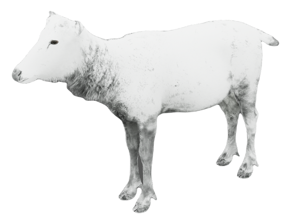 Milu Deer female fur 6