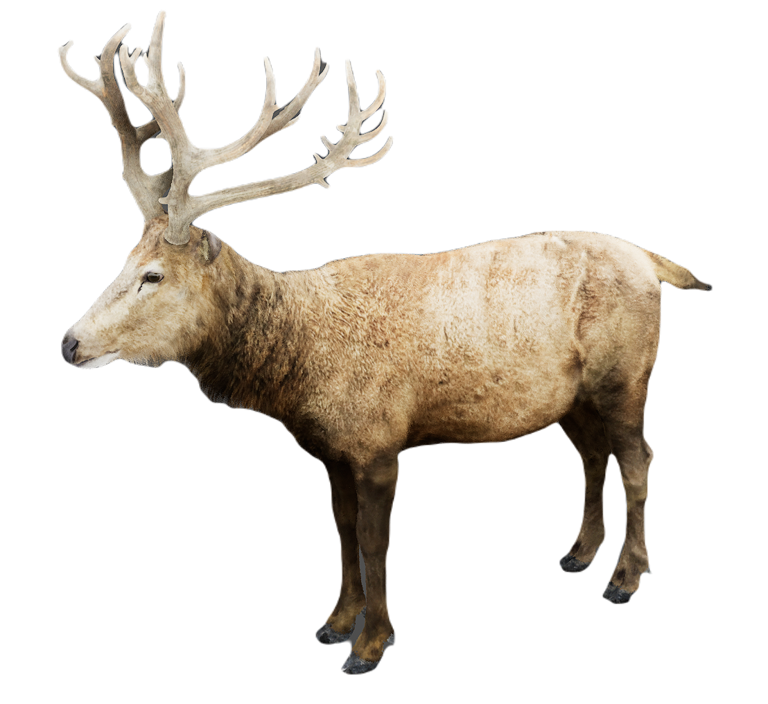 Milu Deer