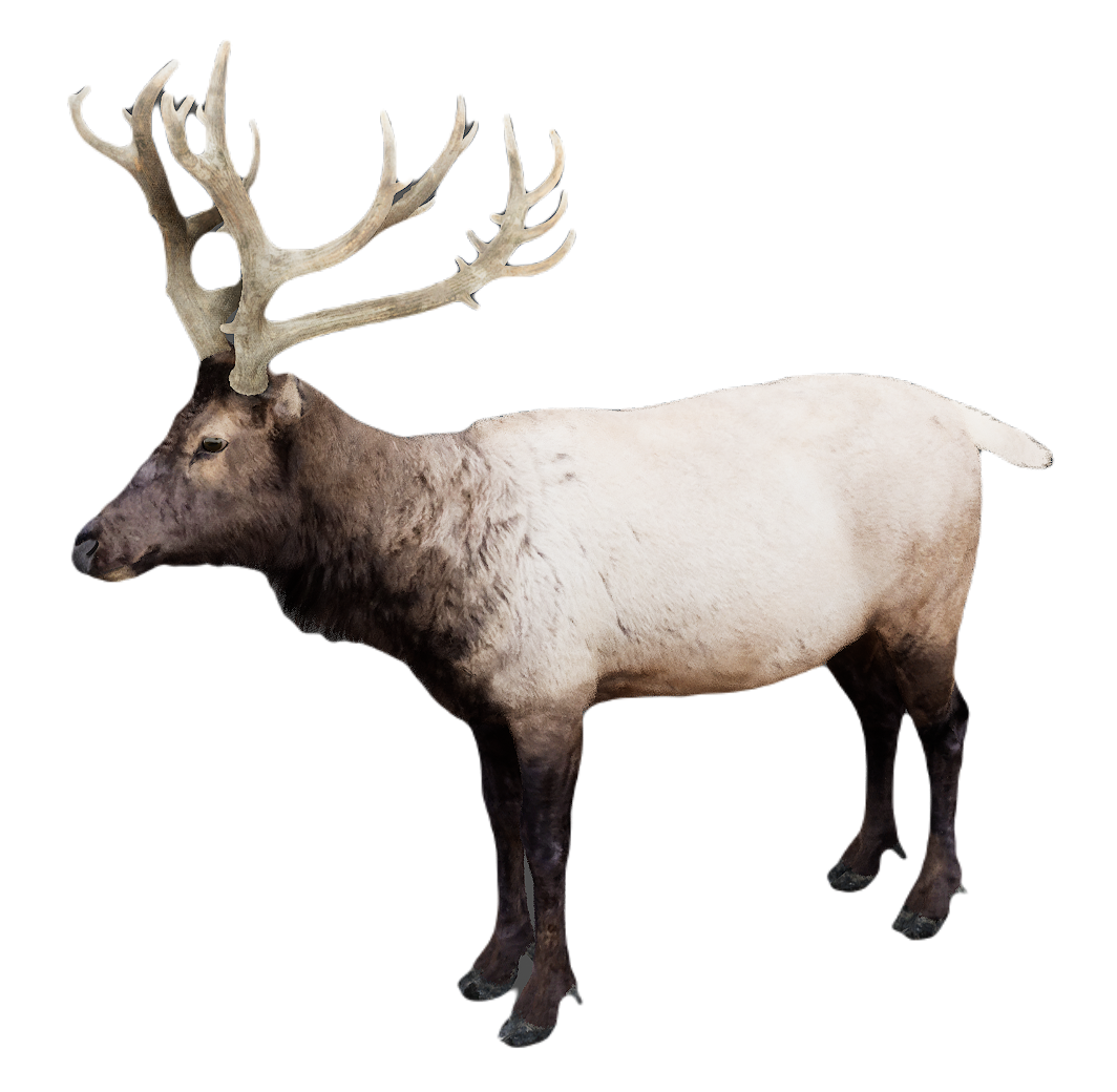 Milu Deer male fur 2