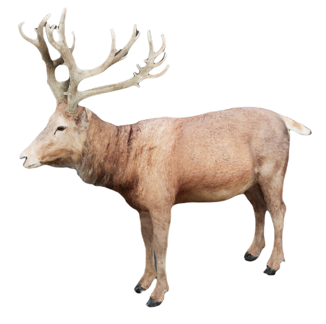 Milu Deer male fur 3
