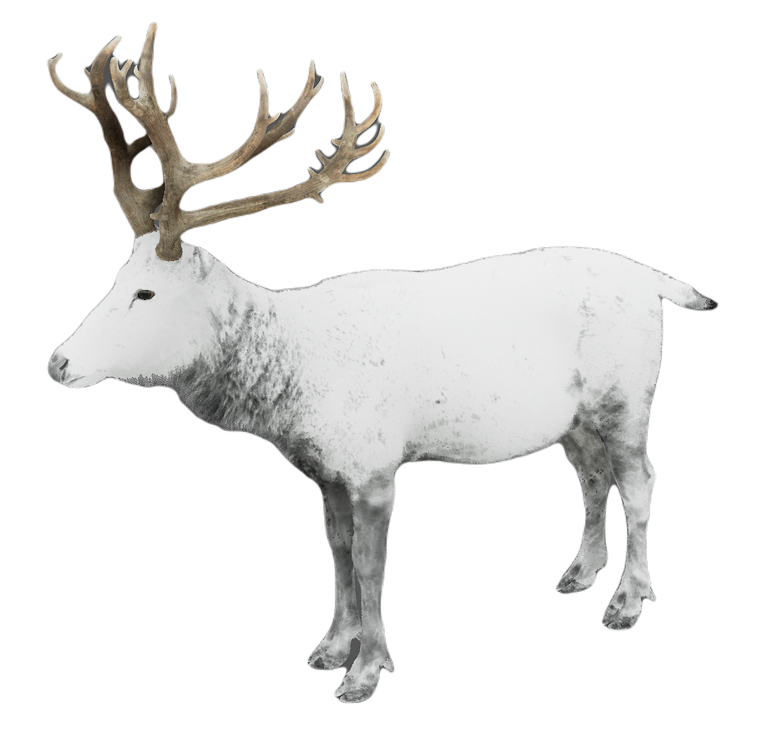 Milu Deer male fur 6
