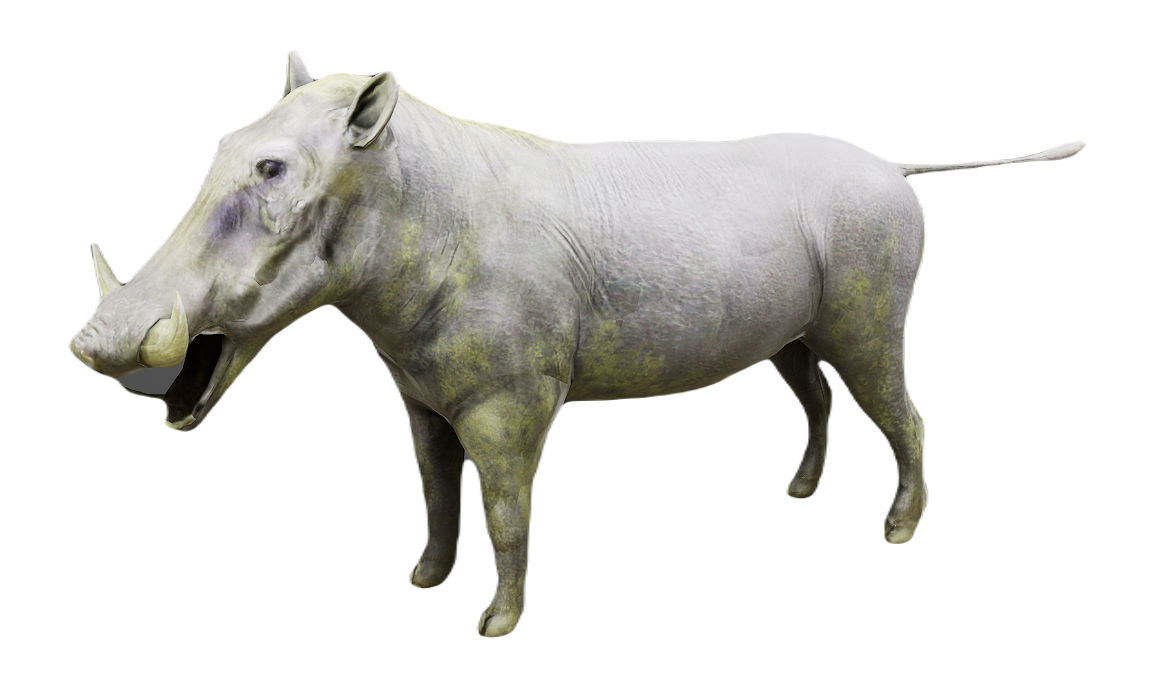 Warthog male fur 1