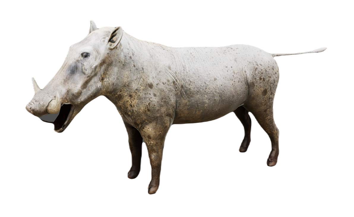Warthog male fur 4