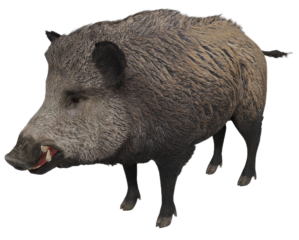Wild Boar