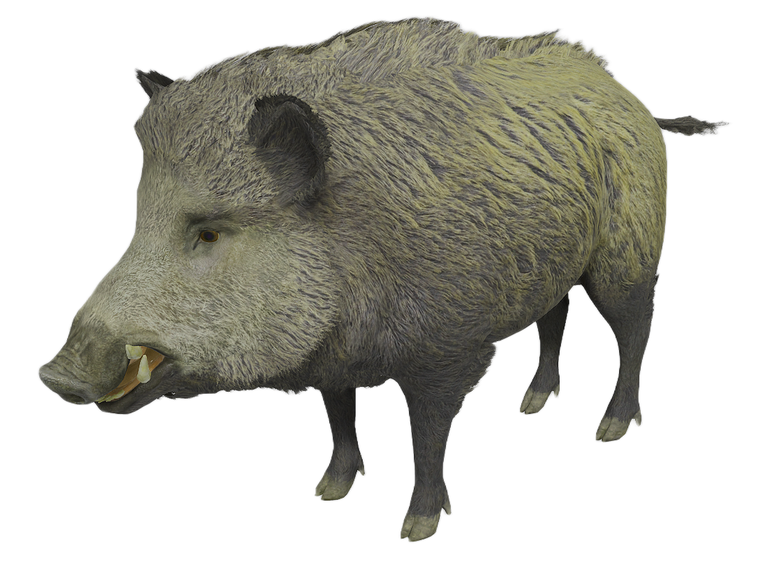 Wild Boar male fur 1