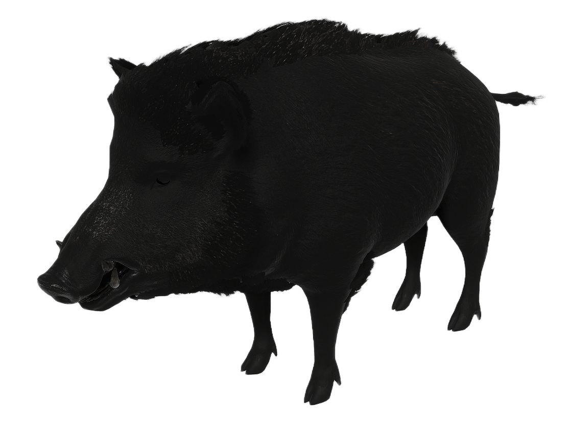 Wild Boar male fur 4