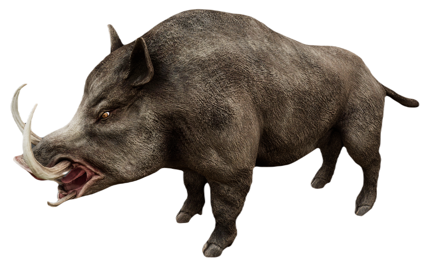 Wild Boar male fur 7
