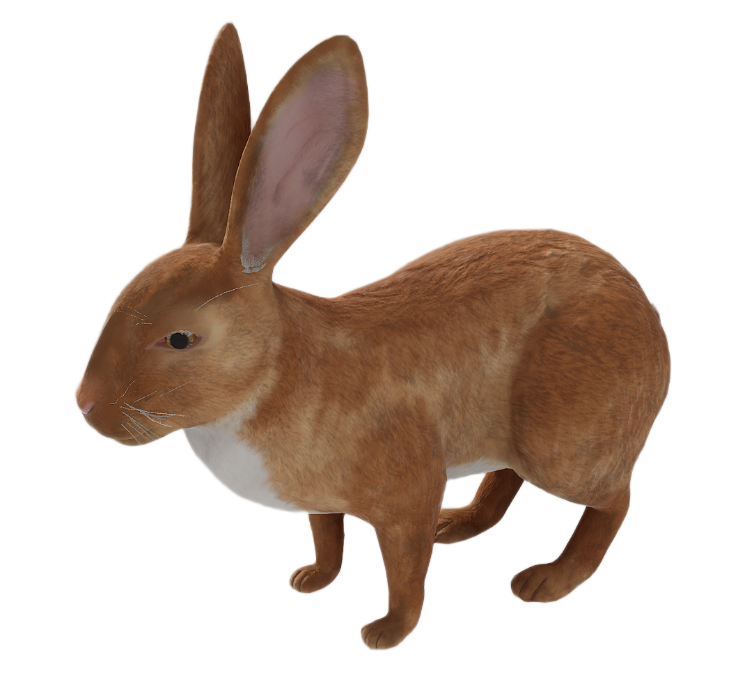 Wild Rabbit male fur 2