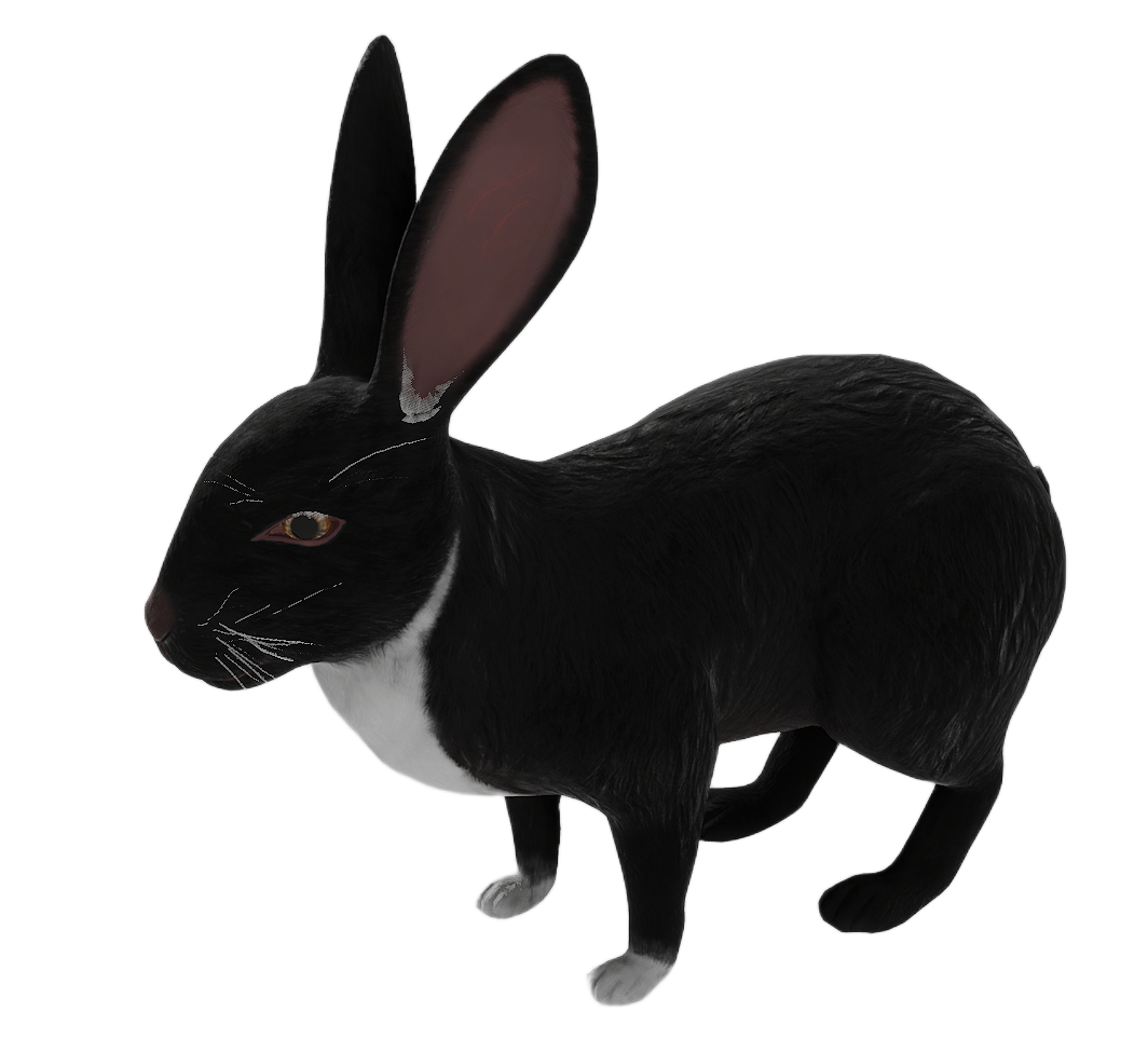 Wild Rabbit male fur 3